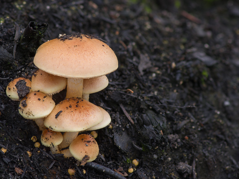 Pholiota highlandensis